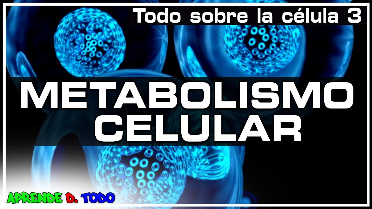 descripcion de metabolismo celular