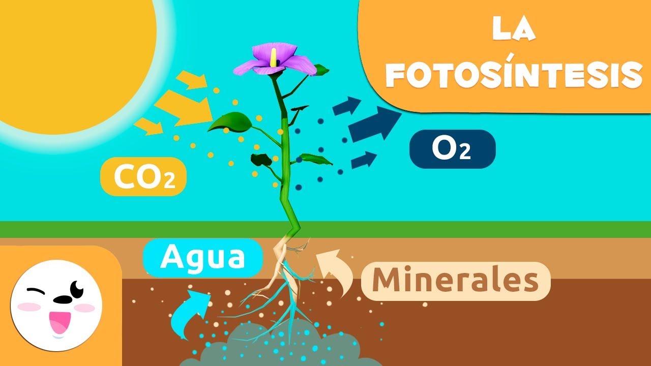 dióxido de carbono en la fotosíntesis