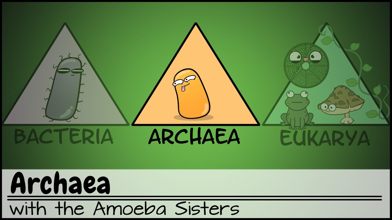 el dominio archaea eubacteria y eukarya