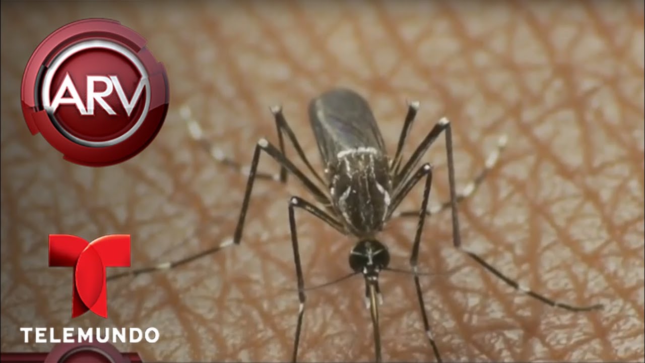 el zika se transmite por la saliva