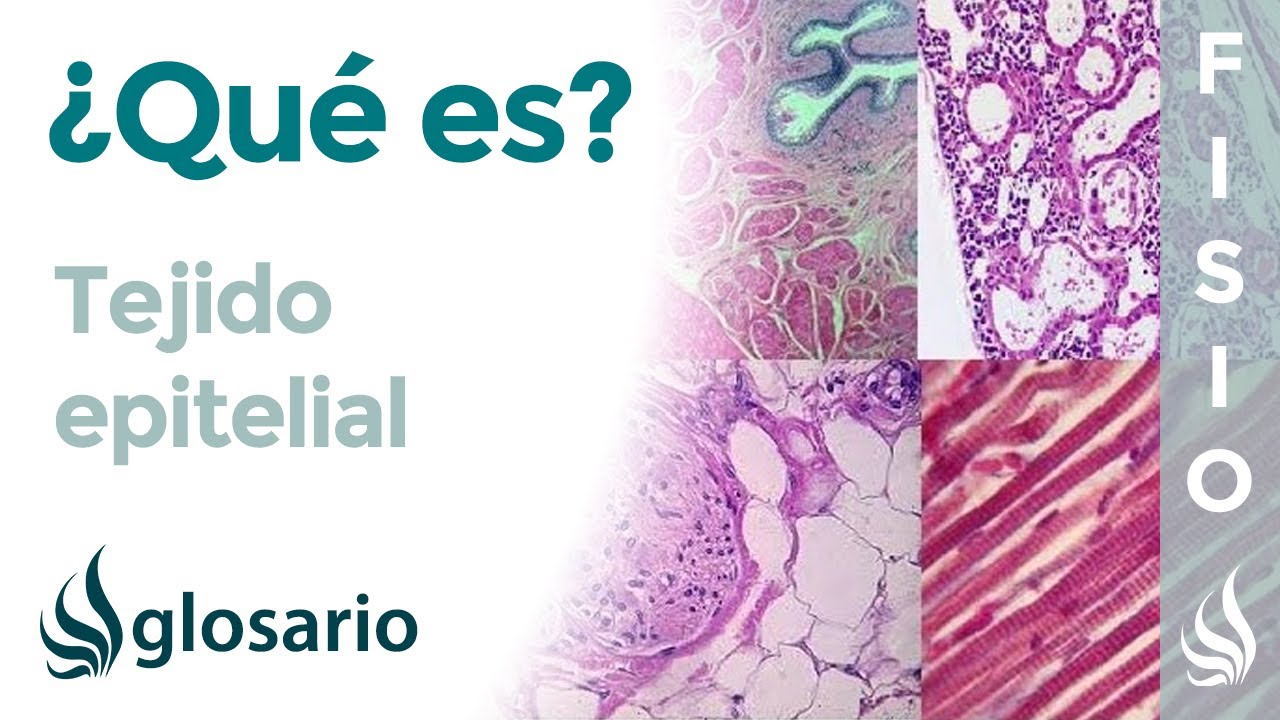 en donde se encuentra el tejido epitelial