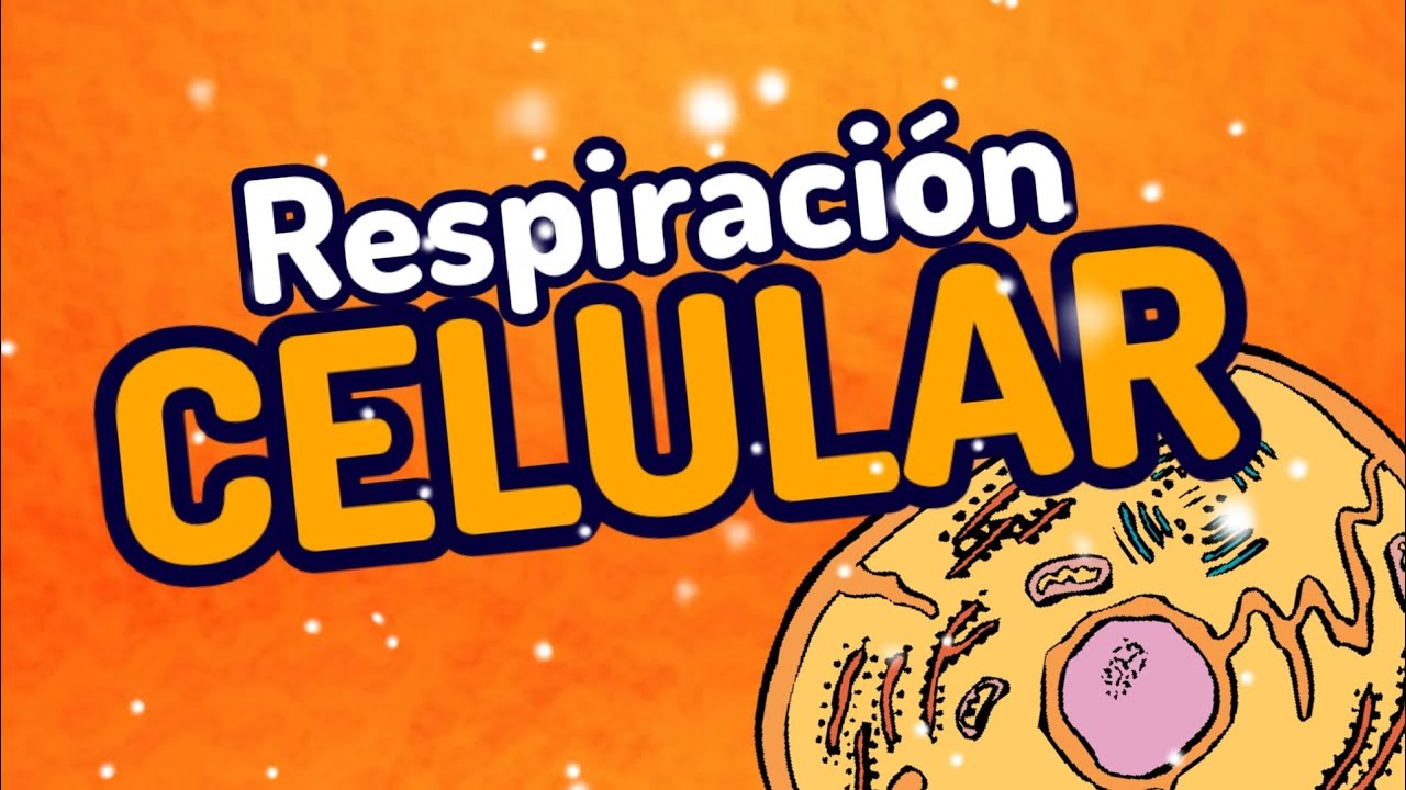 en que parte de la mitocondria se realiza el ciclo de krebs