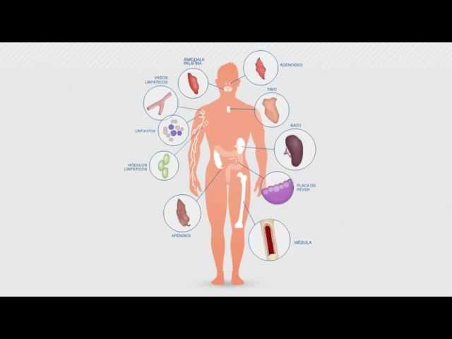 esquema del sistema inmunológico con nombres