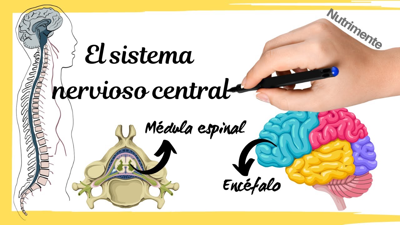 está compuesto por el encéfalo y la médula espinal