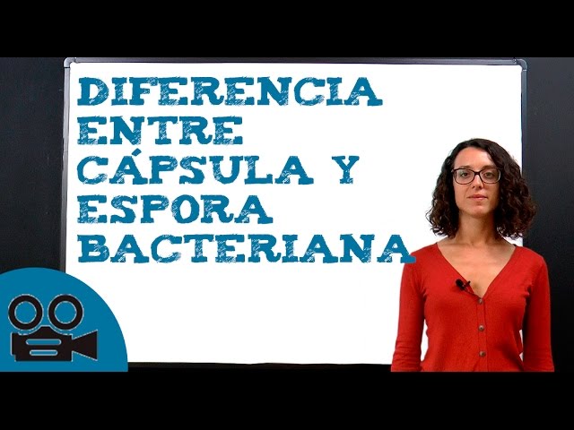 estructura de la espora bacteriana