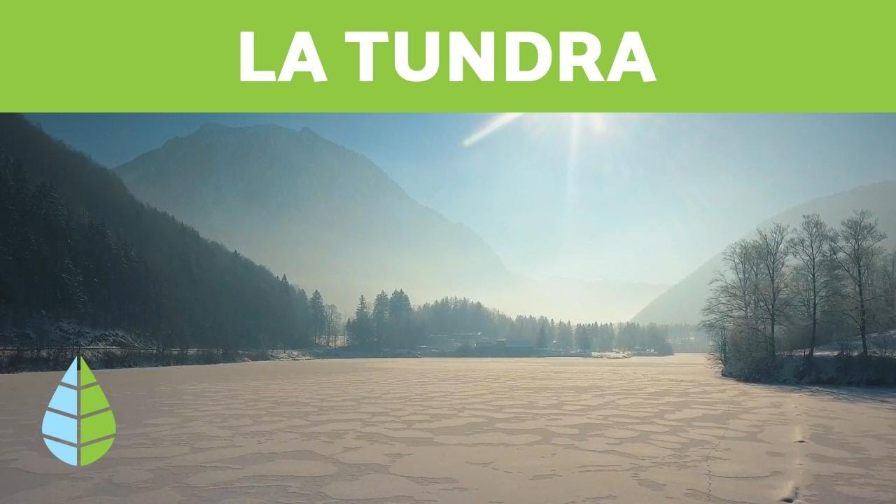 factores bioticos y abioticos de la tundra