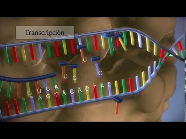 fase de transcripcion del adn mensajero