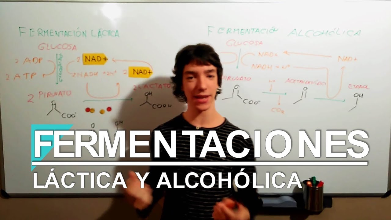 fermentacion homolactica y heterolactica