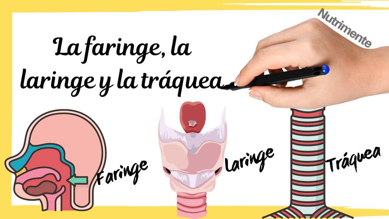 funcion de la laringe en el sistema digestivo