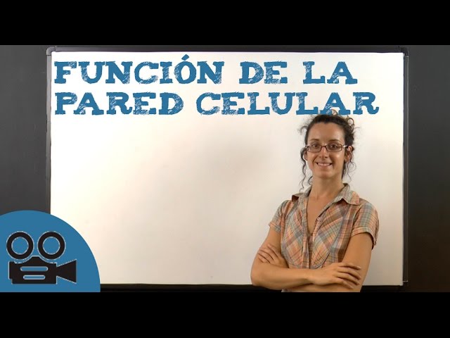 función de la pared celular en la célula procariota