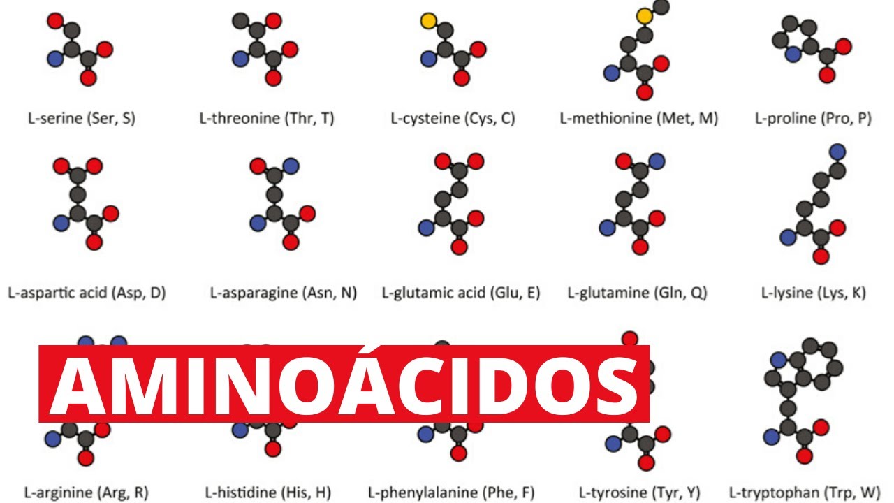 funcion de los aminoacidos no esenciales