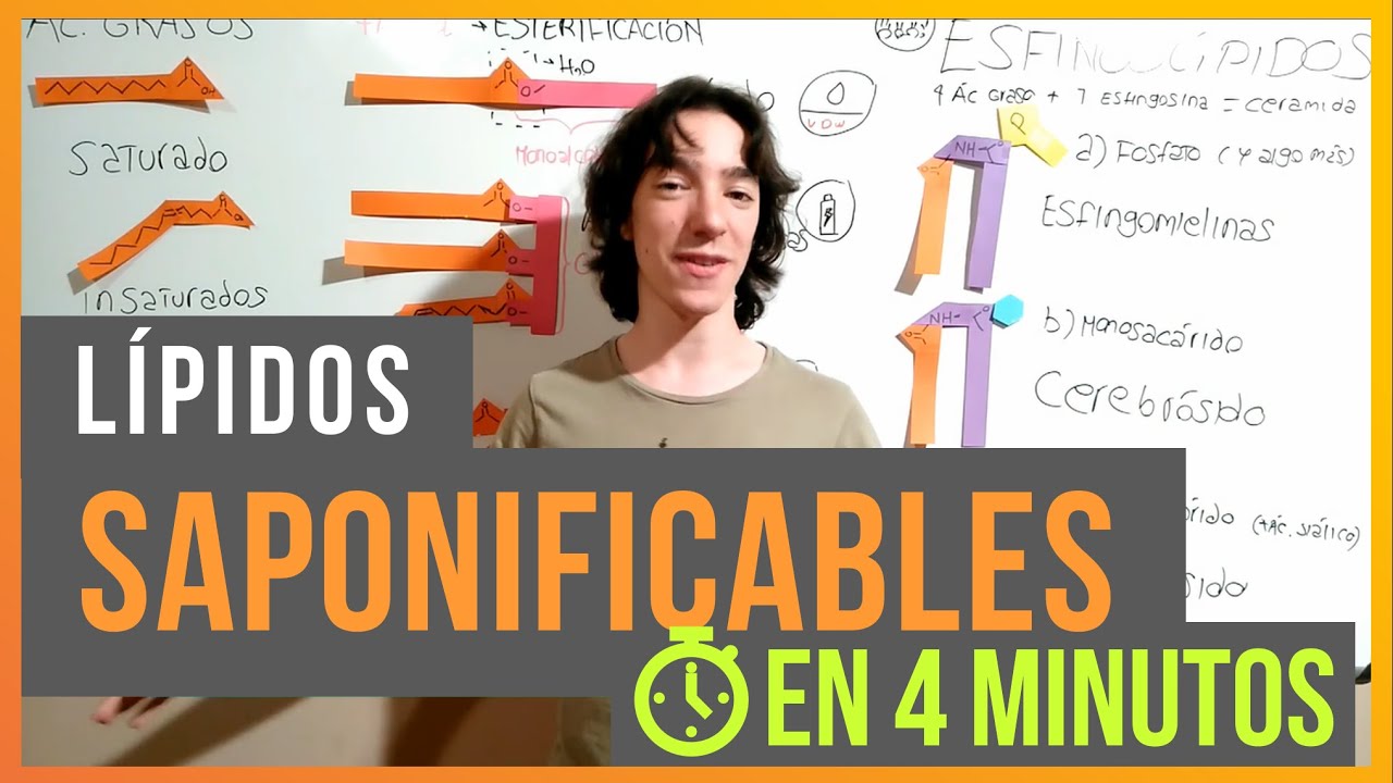 funcion de los lipidos saponificables