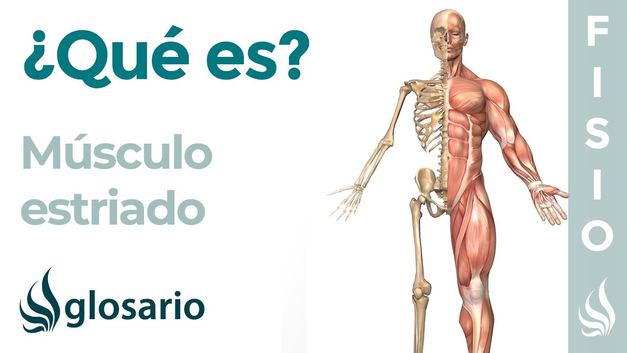 funcion del tejido muscular estriado