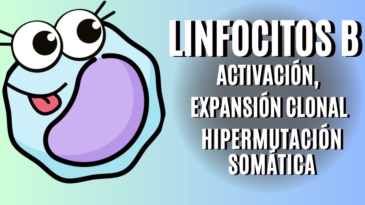 hipermutacion somatica de linfocitos b