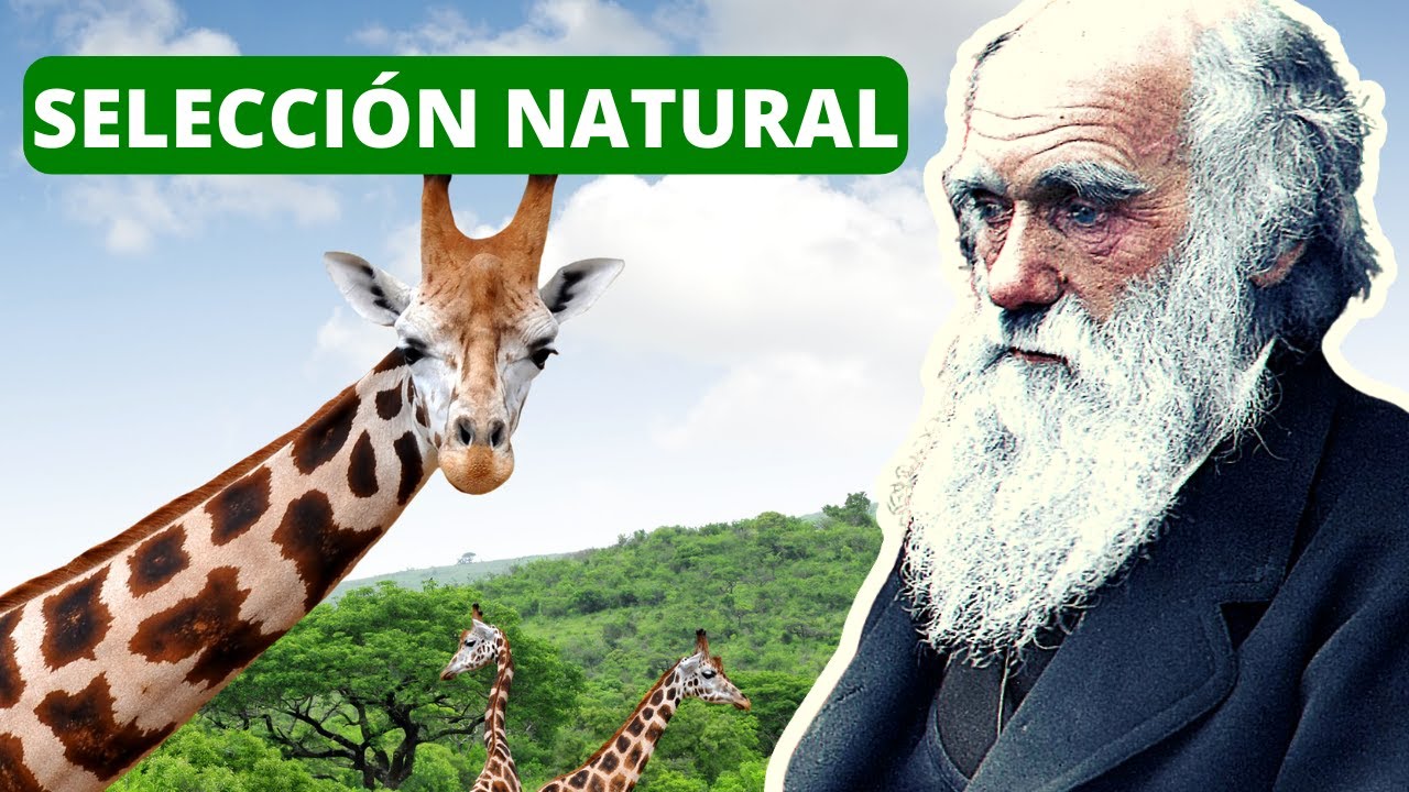 ideas principales acerca de tres procesos naturales