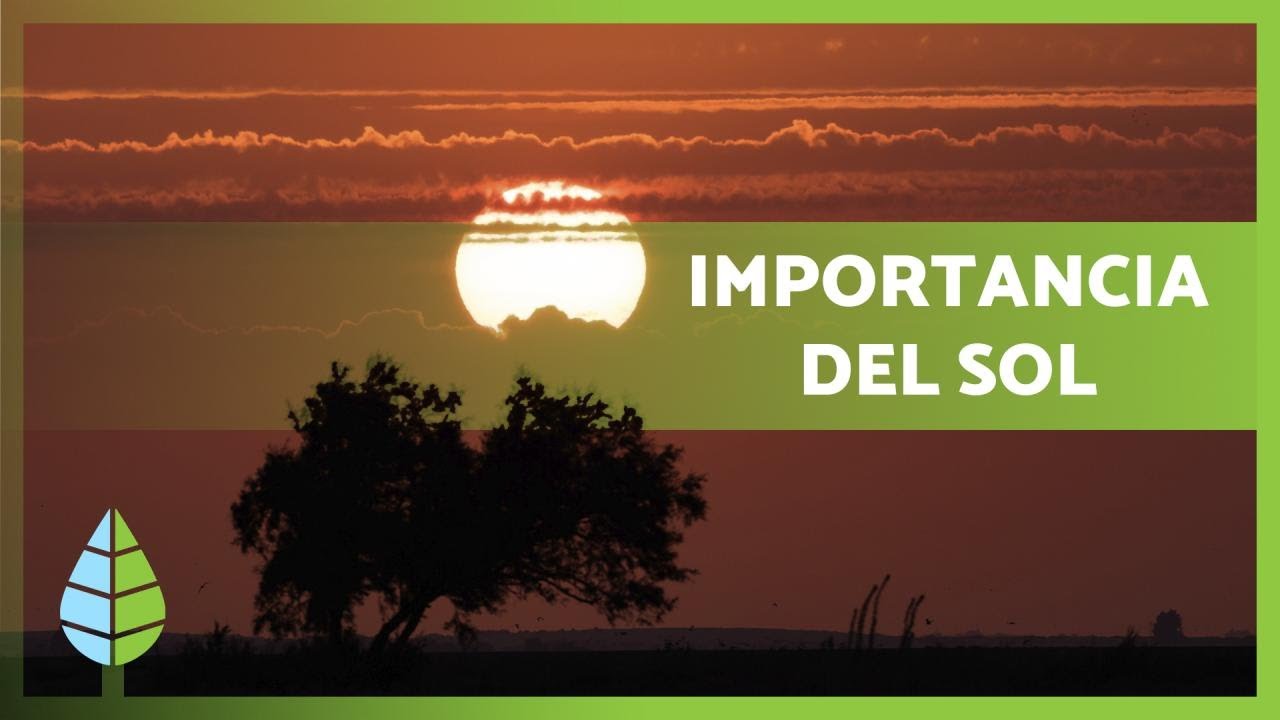 importancia de la luz en las plantas