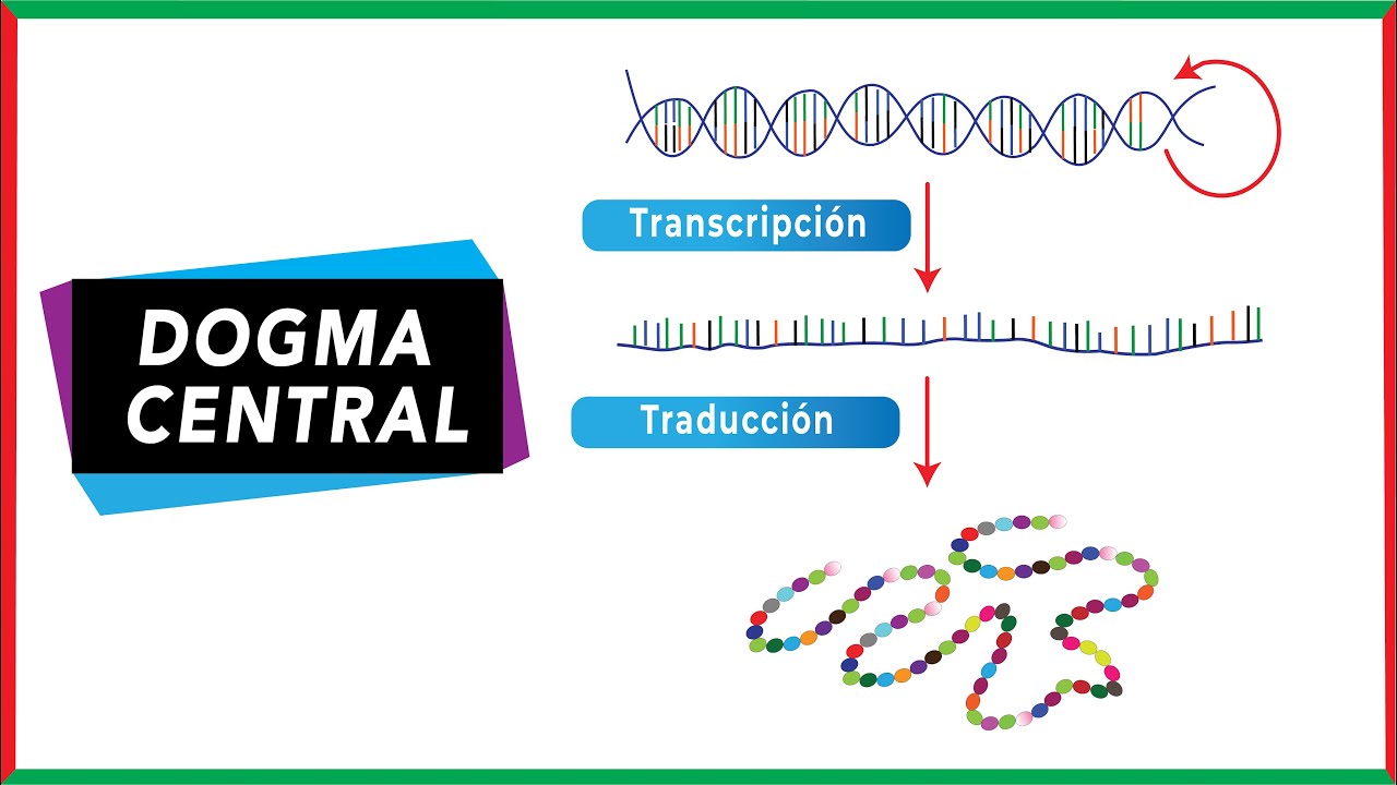 importancia del dogma central de la biología