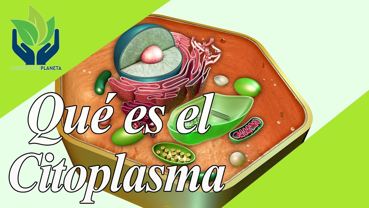 matriz citoplasmática y componentes celulares