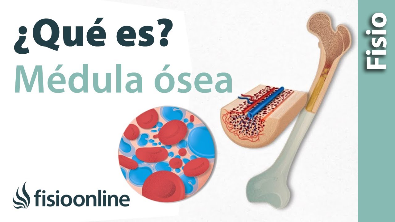 médula ósea roja y amarilla diferencia