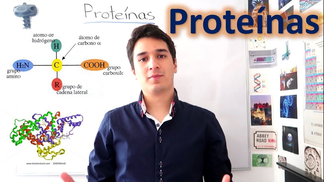 menciona las funciones de 3 aminoácidos que no forman parte de las proteínas