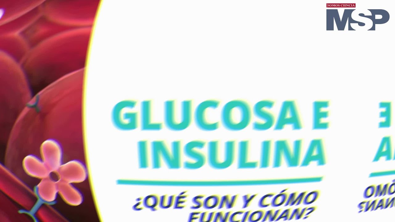 metabolismo de la glucosa en el organismo