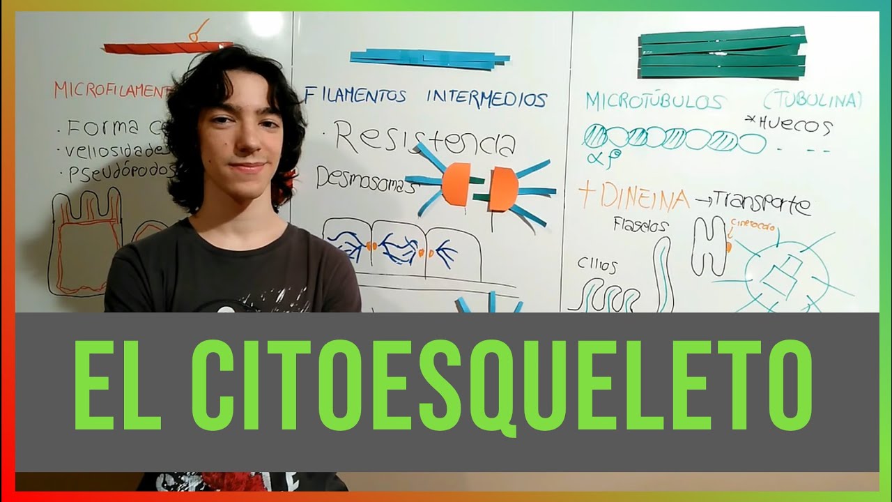 microfilamentos filamentos intermedios y microtúbulos