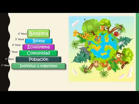 niveles de organizacion ecologica poblacion comunidad ecosistema bioma y biosfera