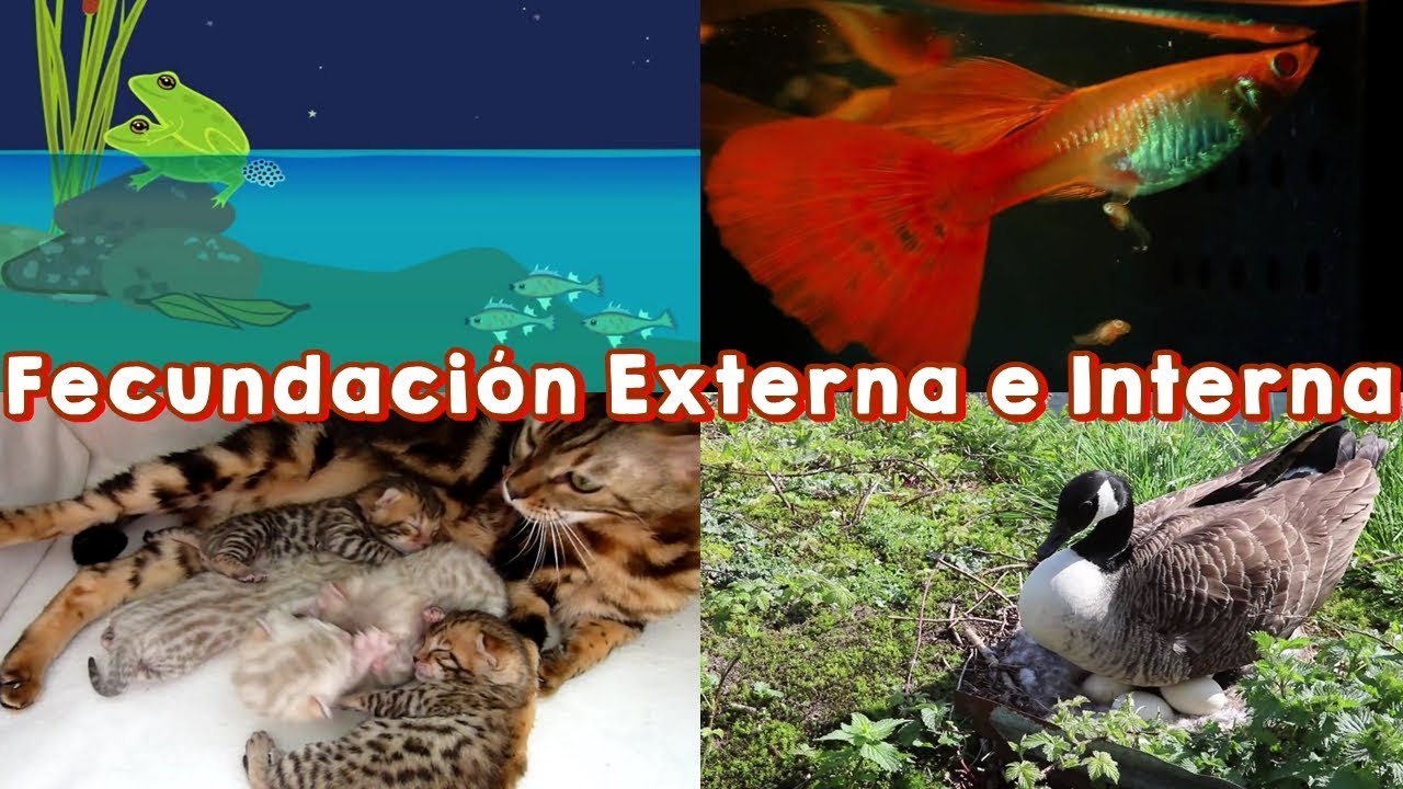 organismos con fecundación interna