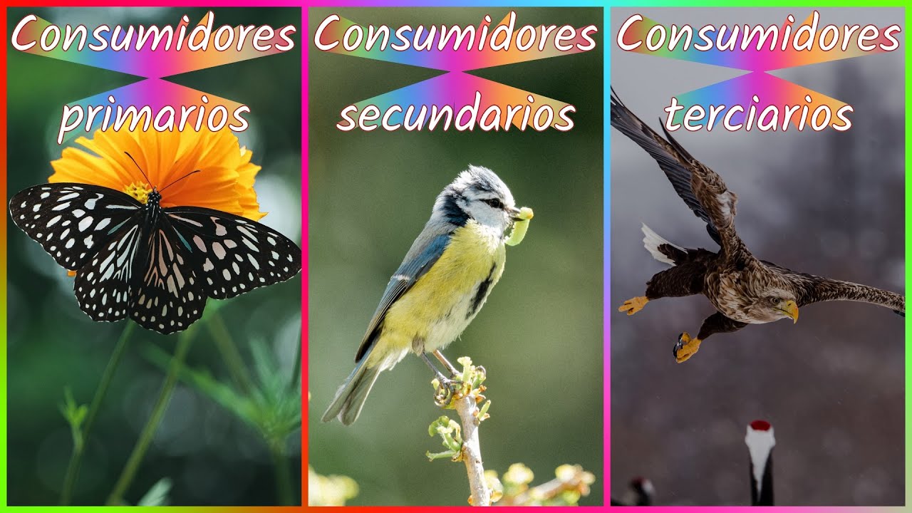 organismos consumidores secundarios