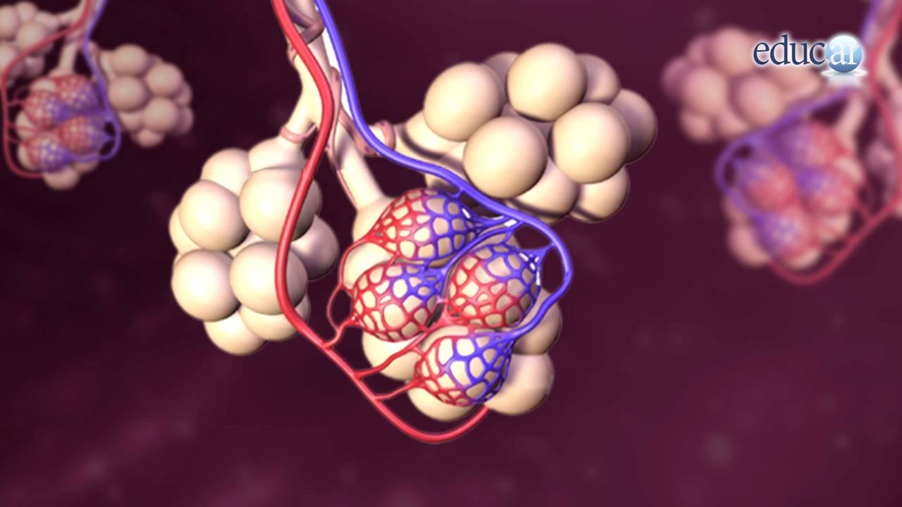 organismos que no necesitan el oxígeno para realizar su metabolismo