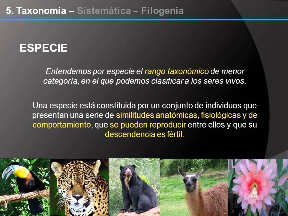 organizacion pluricelular en la naturaleza