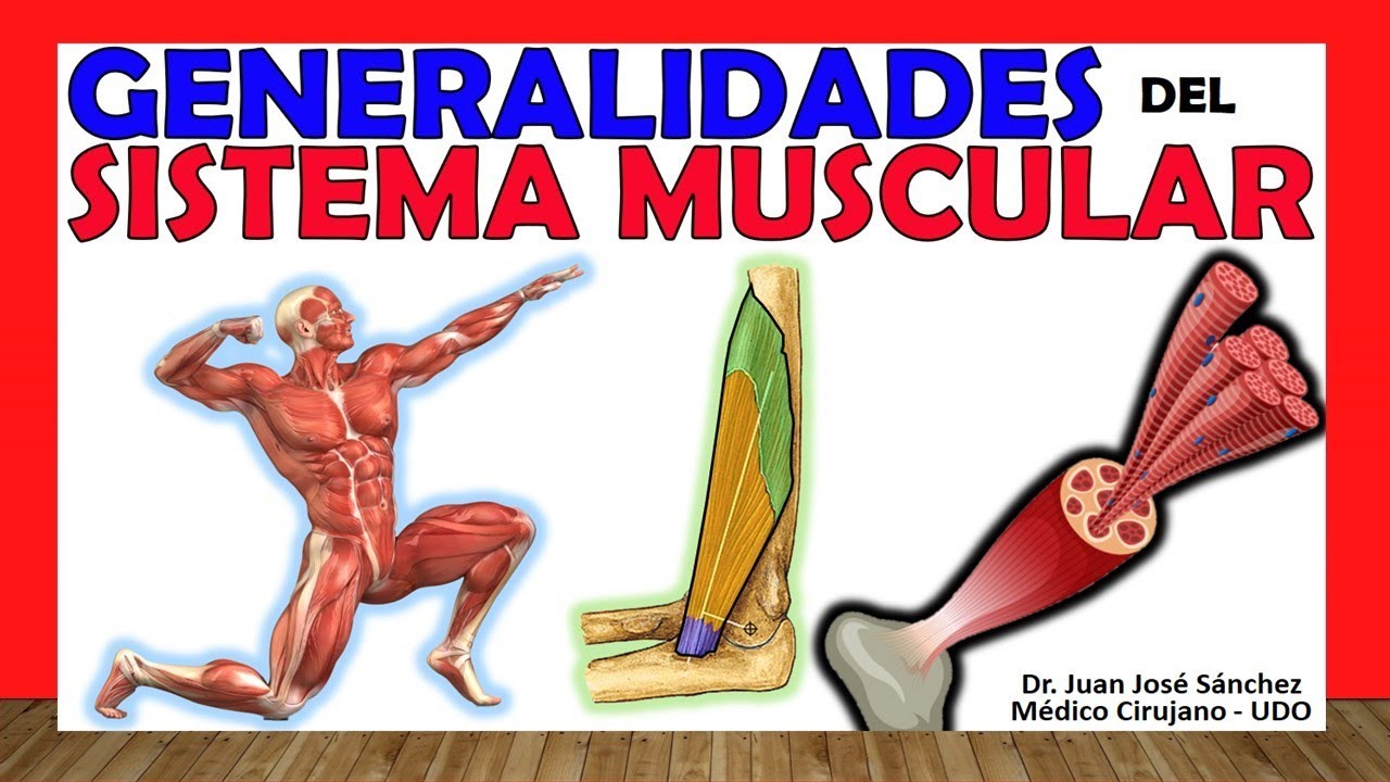 órganos que conforman el sistema muscular