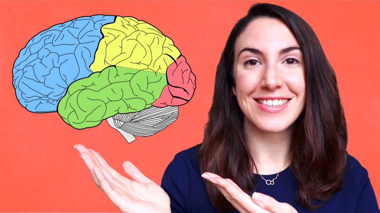 para que sirve cada parte del cerebro