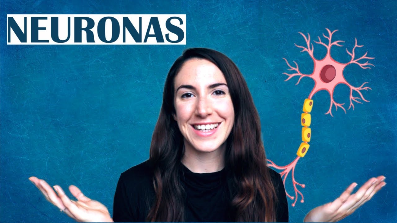 para que sirven las neuronas del cerebro
