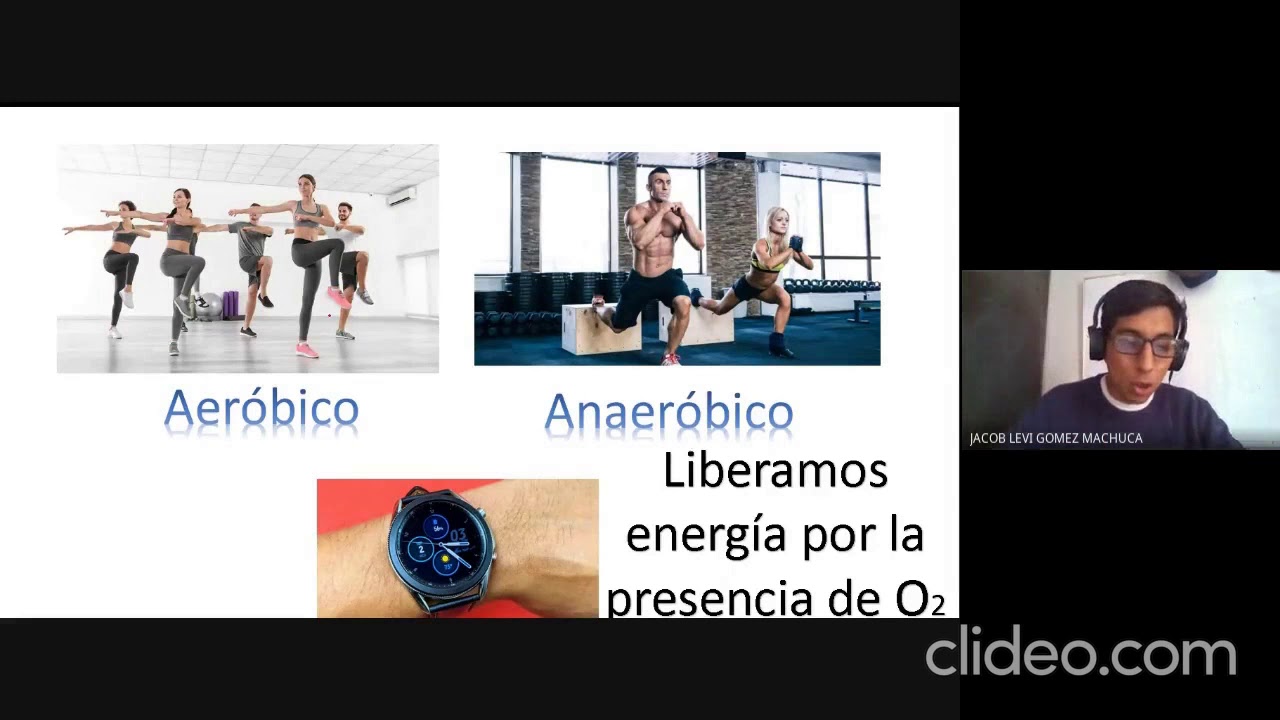 porque es importante el ciclo de krebs
