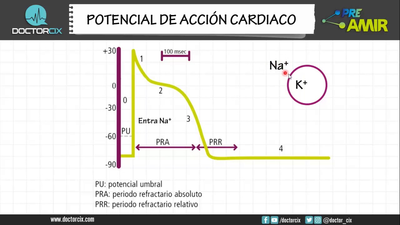 potencial de acción cardíaco fases