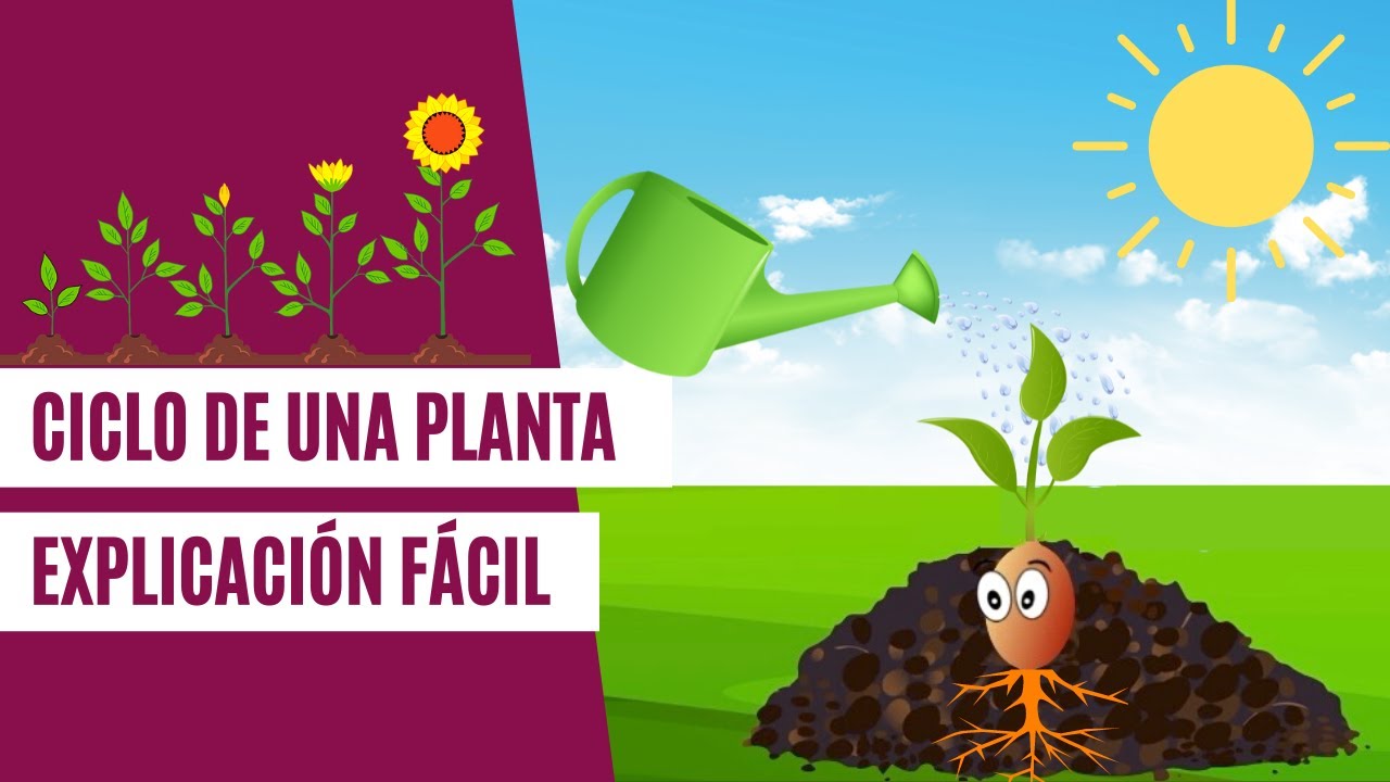 que necesitan las plantas para crecer para niños