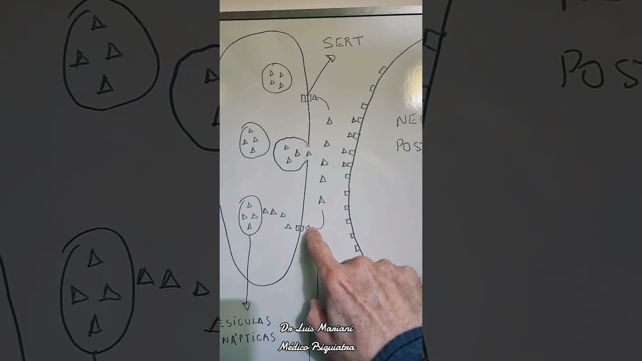 que significa inhibir la recaptación de serotonina