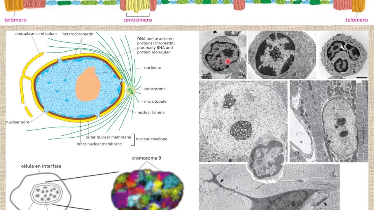 sitio de inicio de la transcripción