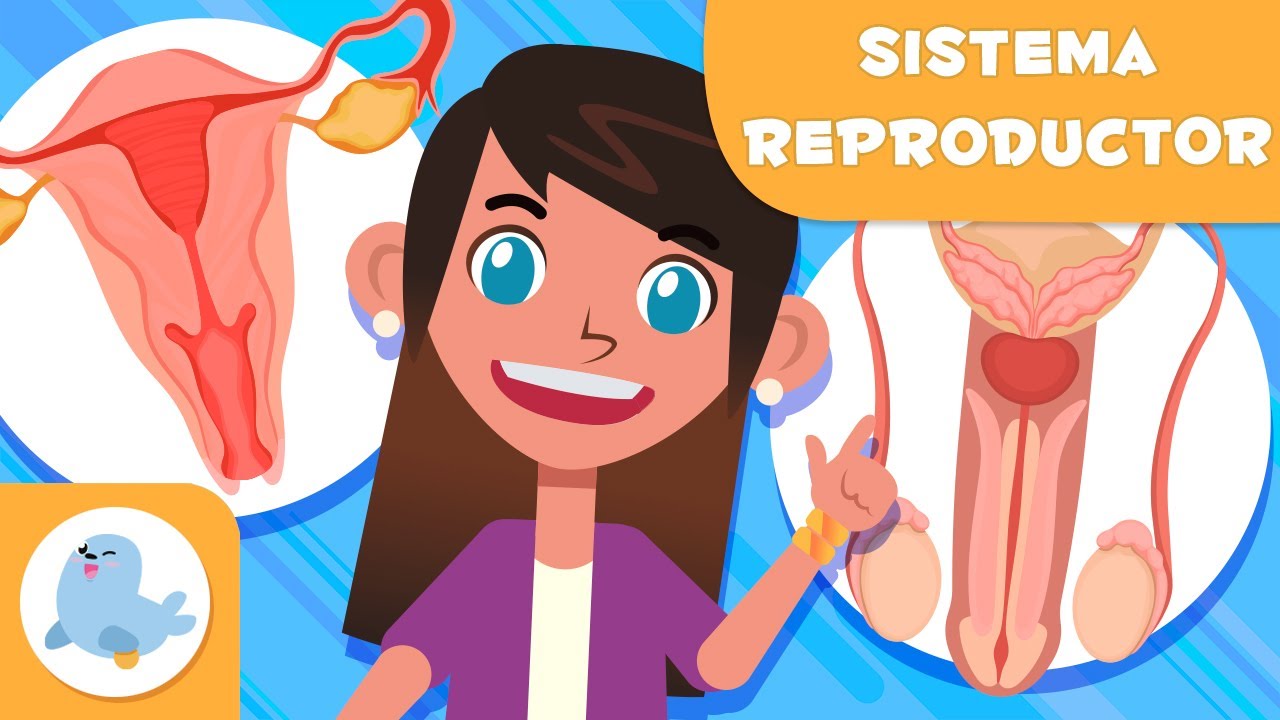son las células reproductoras femeninas o masculinas de una célula eucarionte