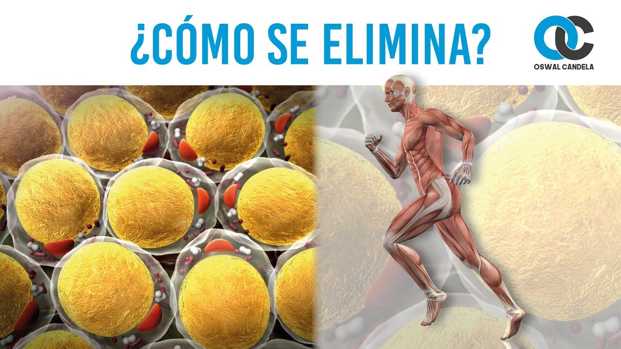 tejido que constituye la reserva de grasa del cuerpo
