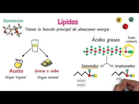 tipo de enlace que une a sus estructuras basicas lipidos