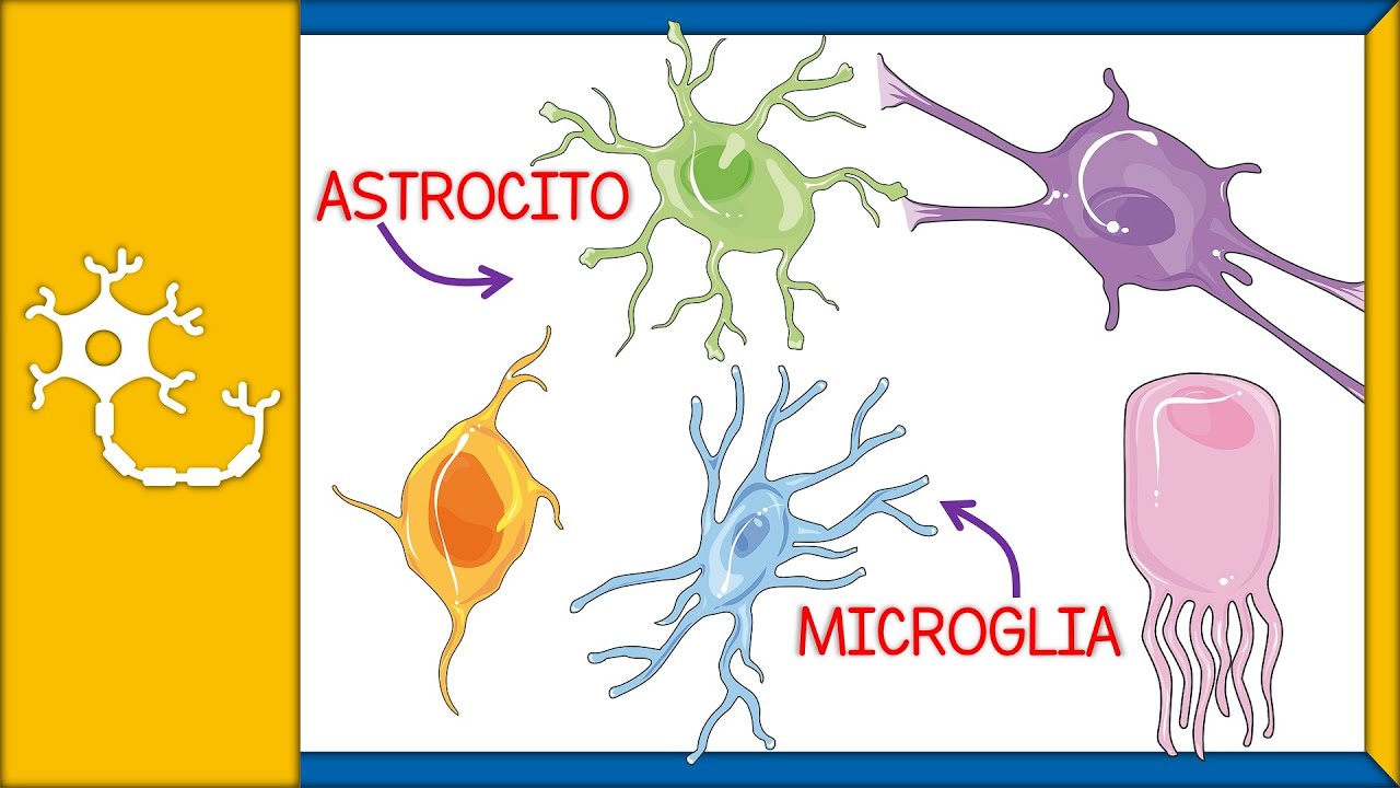 tipos de neuroglias y sus funciones
