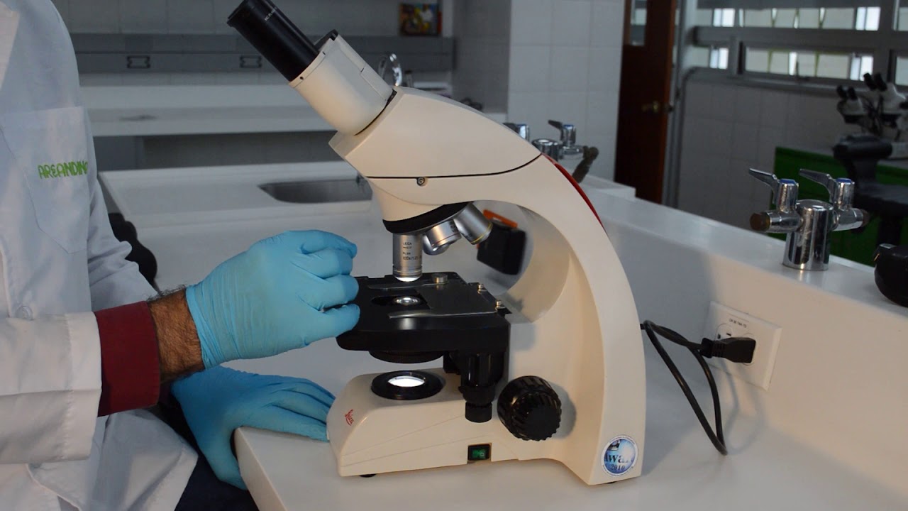 utilidad del microscopio en el laboratorio
