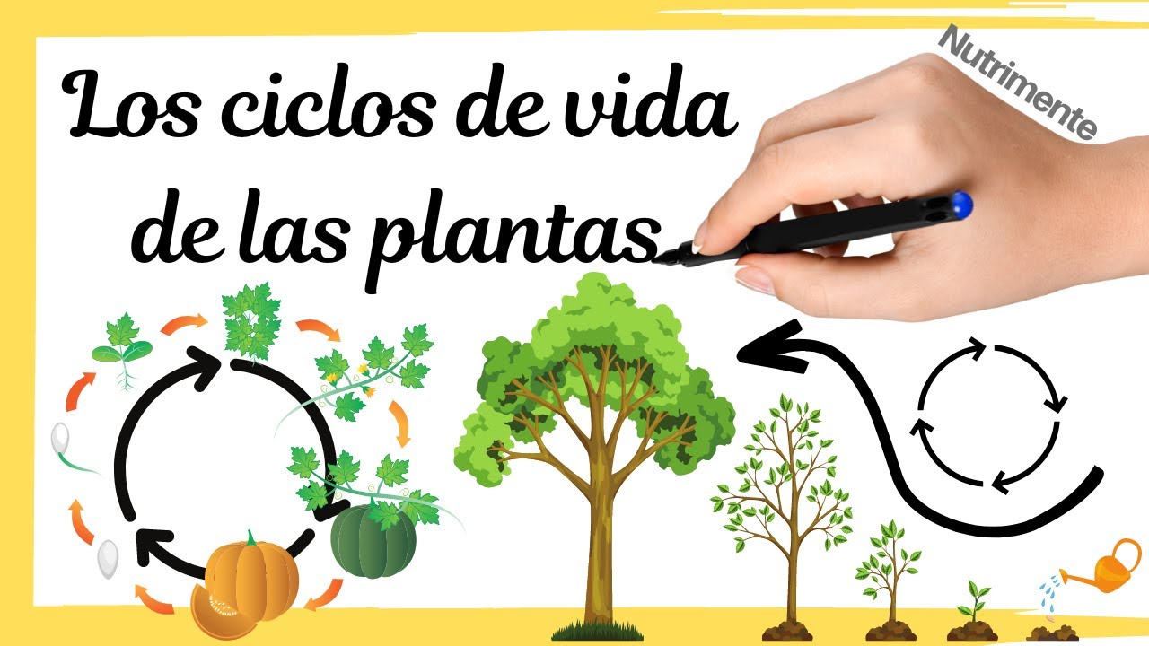alternancia de generaciones en plantas