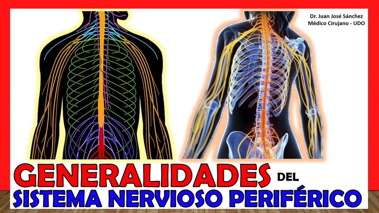 anatomia del sistema nervioso periferico