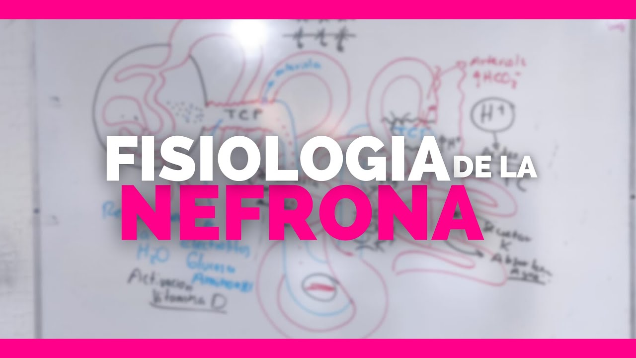 anatomia y fisiologia de la nefrona