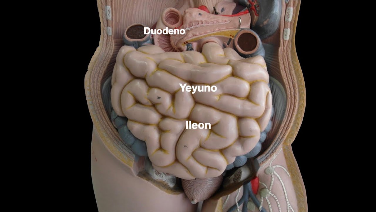 anatomía y fisiología del intestino delgado