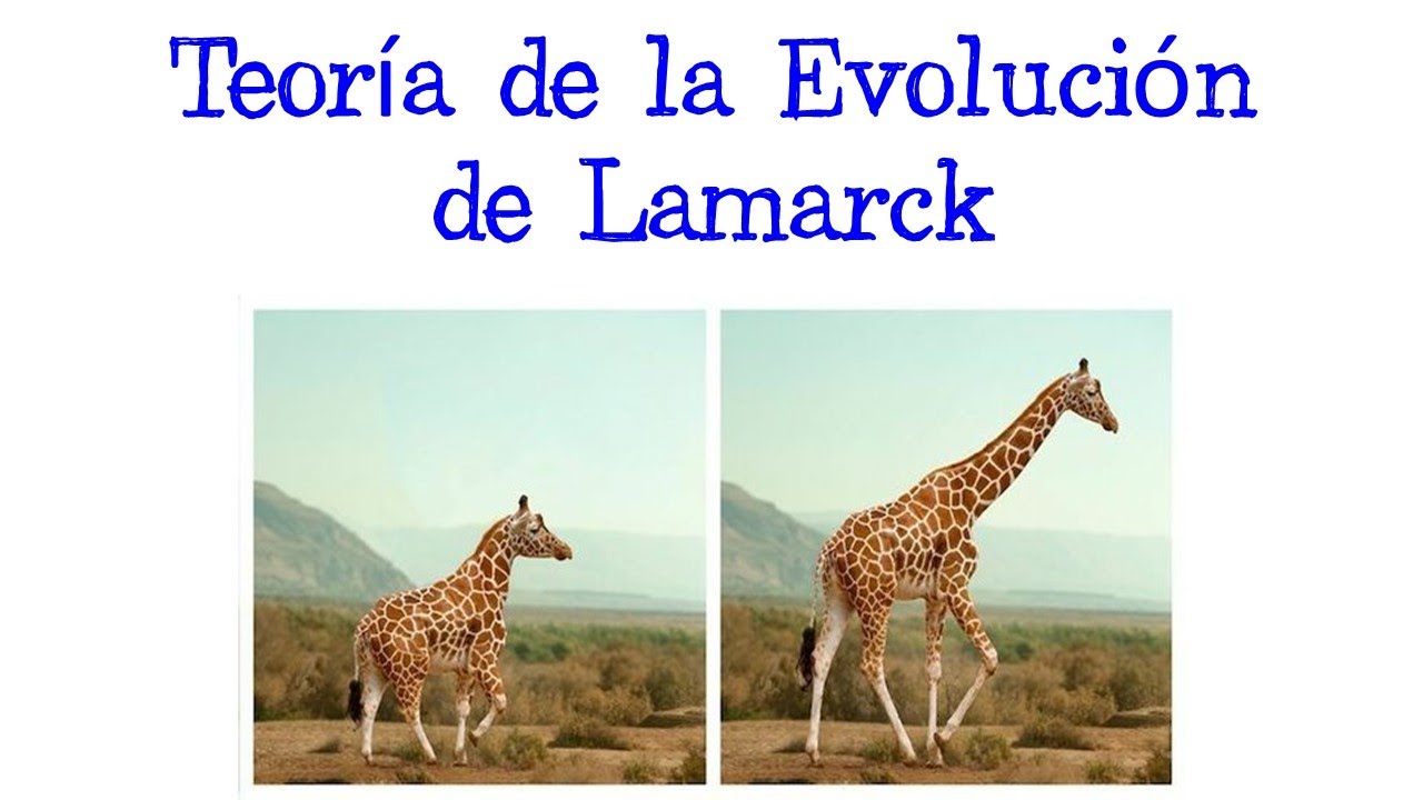animal que se utilizo para comprobar la hipotesis de lamarck