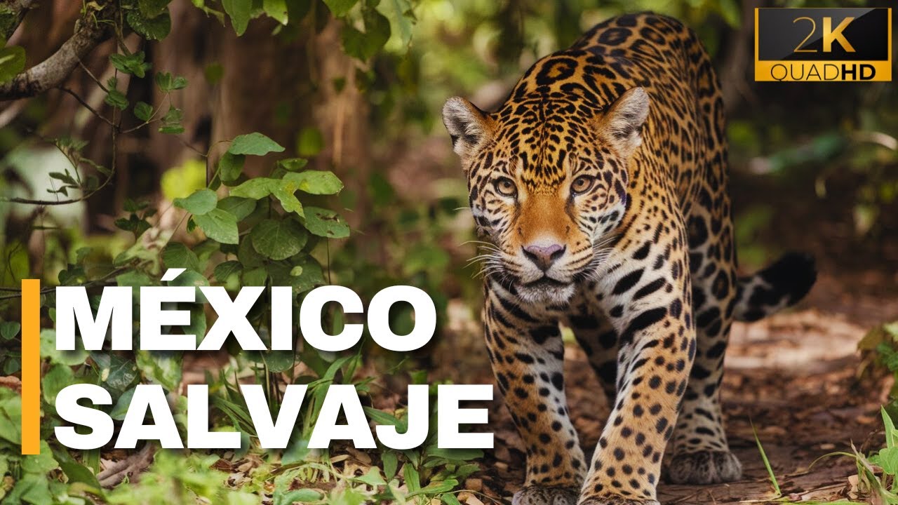 animales de la selva seca en mexico